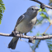 Black-capped Gnatcatcher